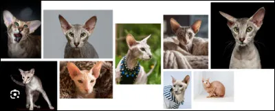 Et pour finir, à quelle race appartiennent ces chats  ?