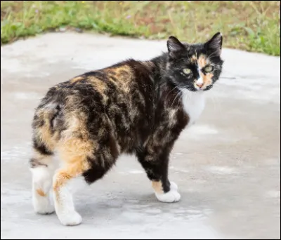 Cette race sans queue ne peut être que le…
