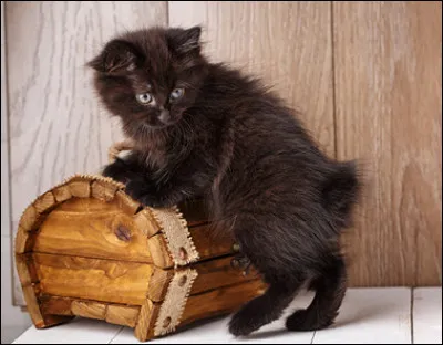 Une autre race sans queue  : ce n'est autre que le