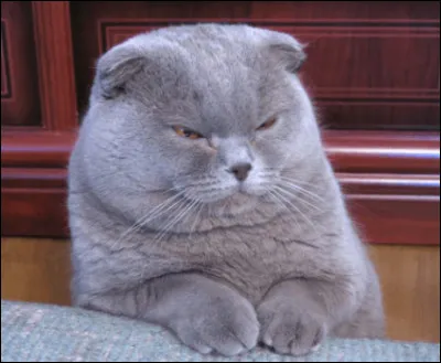 Quoi, tu n'aimes pas mes oreilles  ? Elles sont bien, non  ?