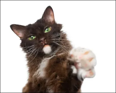 Viens-là, toi  ! Sauras-tu me dire de quelle race je proviens  ?