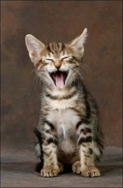 Pourquoi m'as-tu réveillé  ? Je dormais si bien  !