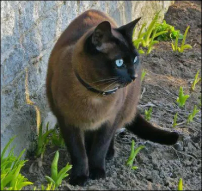 Quel est ce beau chat aux yeux bleus ?