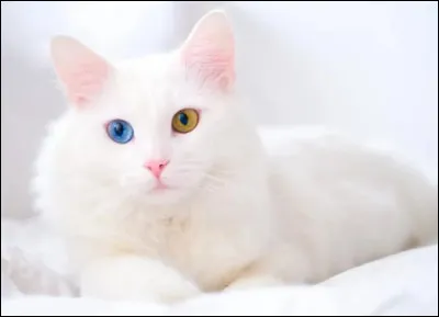 Quel est ce beau chat blanc ?