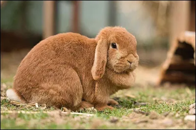 Quelle est cette race de lapin ?