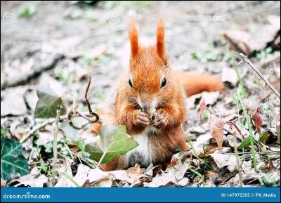 Combien existe-t-il d'espèces d'écureuils ?