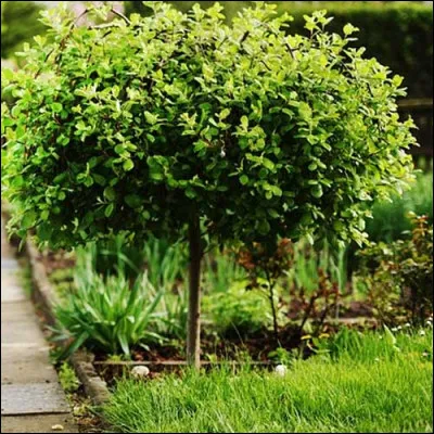 Quelle est la taille maximale d'un arbuste ?