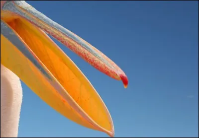 Le bec sur l'image est celui...