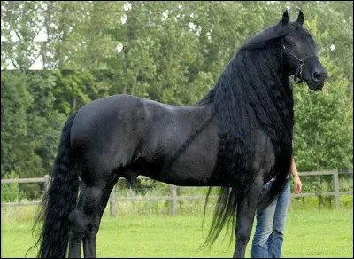 As-tu les cheveux longs ?