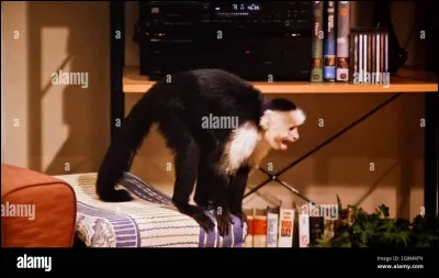 Quel est le nom de ce singe ?