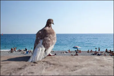 Maintenant, je vais faire linverse. Tu dois traduire les mots que je te propose en messages SMS.

Comment dit-on ''see you'' ?