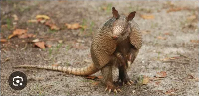 Quel est cet animal ?