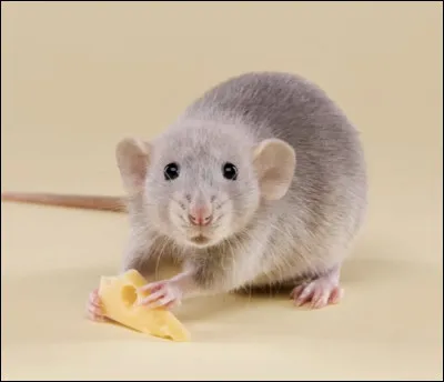 Quel est cet animal ?