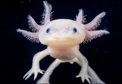 Quel est cet animal ?