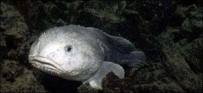 Quel est cet animal ?