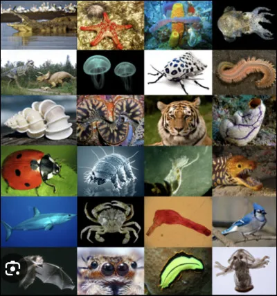 Quel animal préfères-tu ?