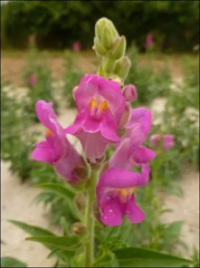 D'après Serge Reggiani, quels animaux sont entrés dans Paris ?