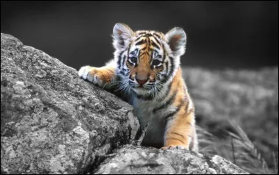 Quel est ton animal préféré ?