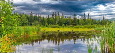 Tu te retrouves seule dans une forêt sombre, que fais-tu ?
