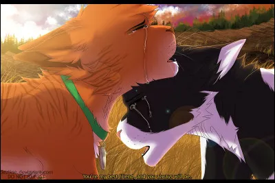 Qui est le meilleur ami de Cur de Feu chez les chats domestiques ?