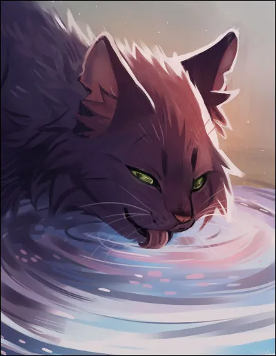 Qui a enlevé les chatons ?