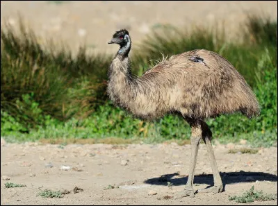 A quelle vitesse l'émeu peut-il voler ?