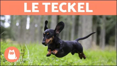 Parmi ces sortes de poils, lesquelles n'appartiennent pas à une sorte de teckel ?