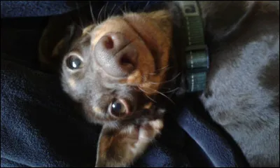 Le chien de la photo possède des poils :