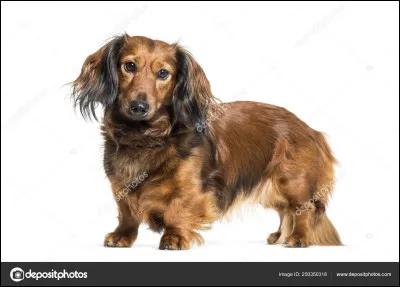 Vrai ou faux : il ne faut pas laisser les teckels sauter de très haut pour éviter les blessures dorsales.