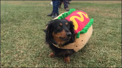 Vrai ou faux : le teckel est utilisé couramment dans la chasse notamment pour pister, traquer ou ramener le gibier au sol et hors des terriers.