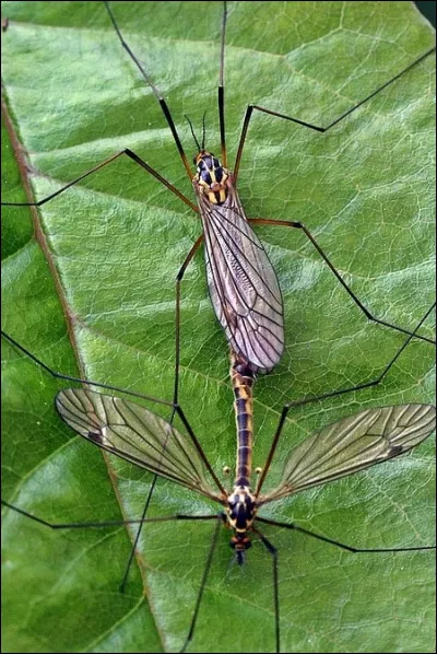 Néalénie était une des divinités des...