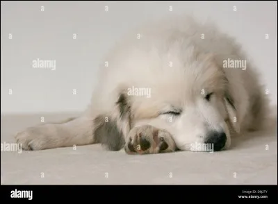 Quel caractère préférez-vous qu'il ait ?