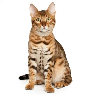 C'est un bengal.