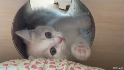 Le nom scientifique du chat domestique est Felis catus.