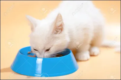 Les chats sont omnivores.