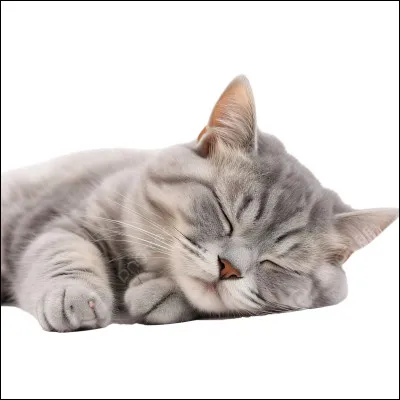 Le chat dort dix heures par jour :