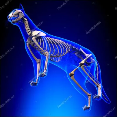 Le squelette du chat est composé de 150 os.