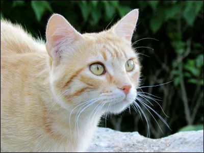 Le chat était vénéré par les Égyptiens.