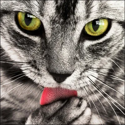 La langue du chat est râpeuse.