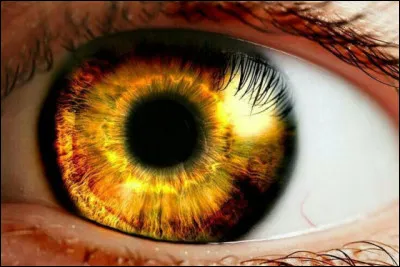 De quelle couleur seront ses yeux ? (1)