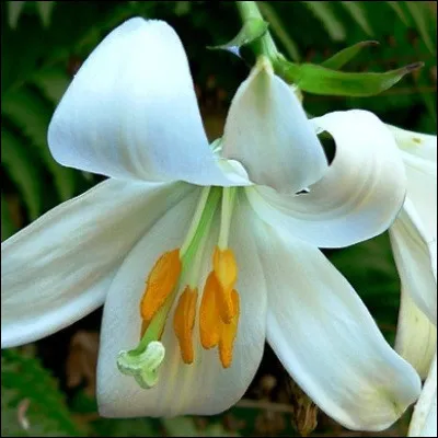 Quelle plante aquatique de la famille des nymphéacées est parfois appelée lis détang ou lis deau ?