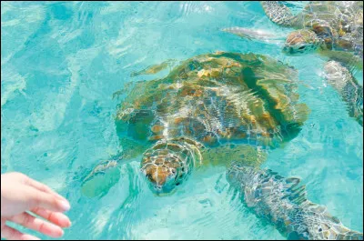 Quelle est ton activité préférée parmi celles-ci ?