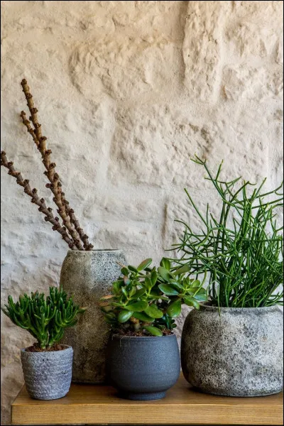 Veux-tu des plantes dans ta chambre ?