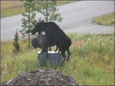 Reliez cet animal (celui qui est dessus, pas celui qui est dessous) au titre d'un sketch humoristique et trouvez le nom de son auteur !