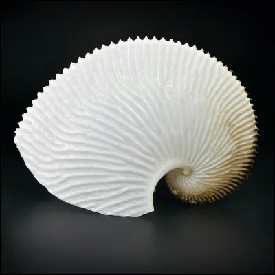 Ce mollusque appelé argonaute, d'une douzaine de centimètres, a une particularité peu commune dans le règne animal. Quelle est-elle ?