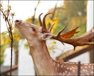 Comment appelle-t-on celui-là ?