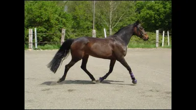Comment fait-on trotter un cheval ?