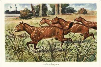 Quels sont les premiers chevaux qui ont existé ?