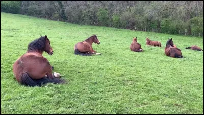 Quelles sont les 5 robes de base ?