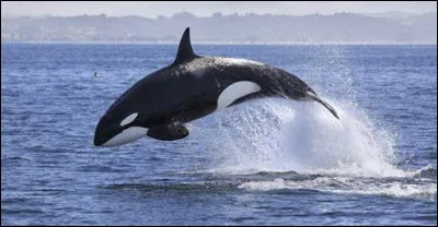 De quel animal as-tu peur ?